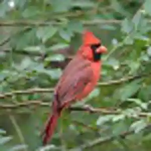 Picture for song 'THE LITTLE BIRD' by artist 'ALEXIS PATRICK'