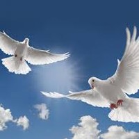 Picture for song 'Doves (Prod. by Axis Beats) 120 BPM' by artist 'Axis Beats (US)'