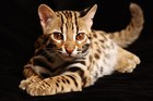 Picture for song '*BANGER* Bengal | Free DL' by artist 'Bayleybeats'
