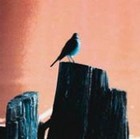 Picture for song 'Go Ahead And Fall' by artist 'Blake McKibben'