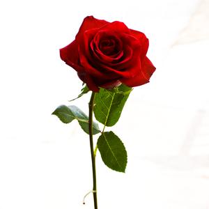 Picture for song 'Rose (Instrumental)' by artist 'Denzlo'