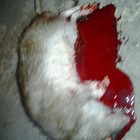 Picture for song 'whis.mp3' by artist 'Just Beats Ent'