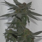 Picture for song 'MARY JANE' by artist 'Med-a-sin Man'