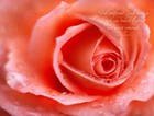 Picture for song 'Dreaming of You' by artist 'Praise His Ways'