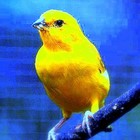 Picture for song 'Yellow Bird' by artist 'Robin Lea Fritche'