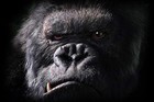Picture for song 'King Kong (Qc Remix)' by artist 'UNI Bonus Track'