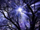 Picture for song 'Exalted King Of Kings Eternal.mp3' by artist 'Wil-Psalms'