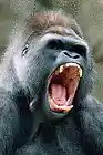 Picture for song 'Going Ape sh** ((FREE DOWNLOAD))' by artist 'Anxious Productions (All Free)'