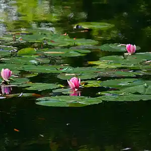 Picture for song 'TAD - Sweet Home Alabama' by artist 'Darbyson'