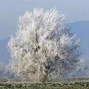 Picture for song 'verticus_04' by artist 'Ozostomia2'