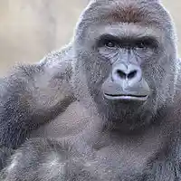 Picture for song 'EVOlution Aloisa/Russom' by artist 'RICH RUSSOM'