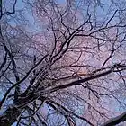 Picture for song 'Tonbo' by artist 'Geoff Judges'