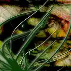 Picture for song 'The Smell of Teargas in the air' by artist 'Cannabis Sativa'