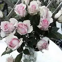 Picture for song 'Greetings to our parents to heaven' by artist 'Peter Kosta's Galaxy Rock Band'