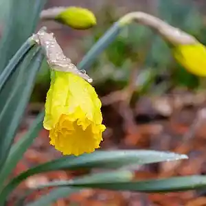 Picture for song 'Enter The Spring' by artist 'Pianist Tony William'