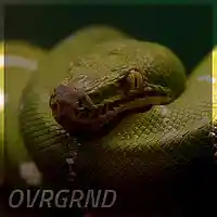 Picture for song 'Python' by artist 'OVRGRND'