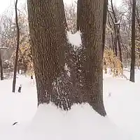 Picture for song 'The Sensible Solution' by artist 'Leonard Scaper'