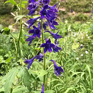 Picture for song '"Kumi" by Pamela Illanes-Tatsuoka' by artist 'Pamela Illanes-Tatsuoka'