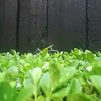 Picture for song 'Alien Tension Blues' by artist 'tichphillips'