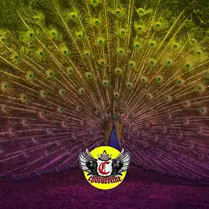 Picture for song 'PEACOCK (LG Izz Type Beat)' by artist 'Chorderline'