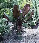 Picture for song '$.k.w - Red banana's from Ecuador' by artist 'skw'