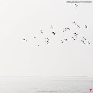 Picture for song 'Birds' by artist 'Ezhdee'