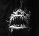 Picture for song 'Silent Falcon v3' by artist 'Face The Radio'