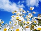 Picture for song 'A Day in the Spring' by artist 'FhyreMann Productions'