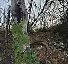 Picture for song '02 Incite buried conscience.mp3' by artist 'MANHIR'