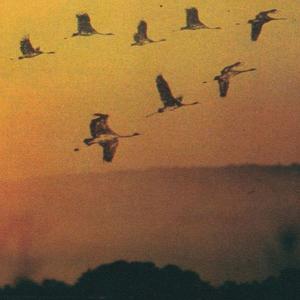 Picture for song 'Vein' by artist 'Peippo'