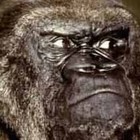 Picture for song 'Gorilla Mode' by artist 'Tha Real J-Frost'
