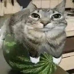 Picture for song 'Marching Groove' by artist 'Dequavius the Watermelon Cat VI'