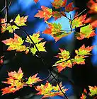Picture for song 'Autumn Shuffle' by artist 'Chrickon'