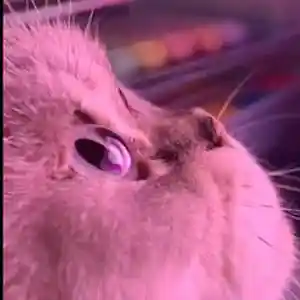 Picture for song 'WAIT 4 ME (BUY 1 GET 4 FREE)' by artist 'DreamBigRecords'