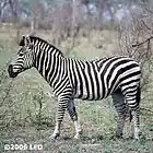 Picture for song 'Corpulosus' by artist 'Inchoherent Experiment'