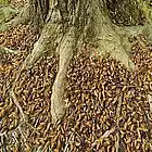 Picture for song 'Cicada Lawnmower Genocide' by artist 'Gary Drechsel'