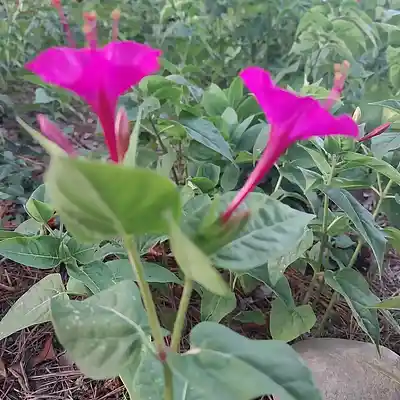 Picture for song 'A Day Off' by artist 'Cevin Clay'