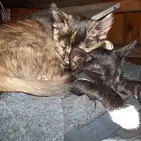 Picture for song 'ELGATO QUE SE MEO EN LA CAMA ( DANIEL CANUETO )' by artist 'DANIEL CANUETO'