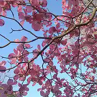 Picture for song 'Suddenly Summer' by artist 'Leonard Scaper'