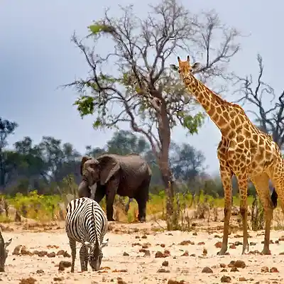 Picture for song 'Faune' by artist 's9undV1ZNZ K 0 D 3 7'