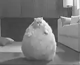 Picture for song 'crunchitizeme' by artist 'SK4BN'