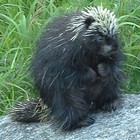 Picture for song 'lucidrumming part1' by artist 'Camborigine'