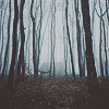 Picture for song 'Misty Woods' by artist 'Doctrine'