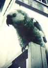 Picture for song 'LORO' by artist 'EngineofAries'