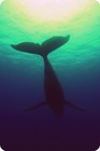 Picture for song 'Cry_Of_The_Whale' by artist 'F-Jam Collaboration Studios'