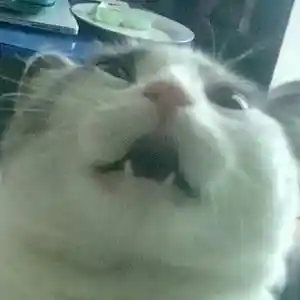 Picture for song 'xylotrap' by artist 'hideein'