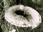 Picture for song 'Wood' by artist 'HSP Band'