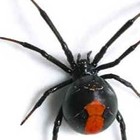 Picture for song 'Like Venom' by artist 'itsCONTRABEAT'