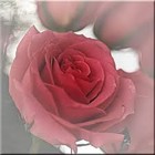 Picture for song 'My funny valentine' by artist 'Rex Reynolds'