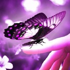 Picture for song 'My Butterfly ***NEW*** T-34 Productions' by artist 'T-34 Productions'